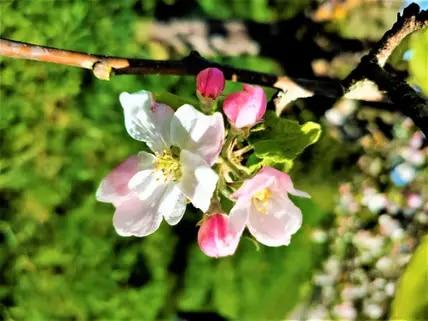 Apfel- oder Kirschblüte? Auf alle Fälle: Schwäbisches Hanami!